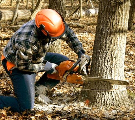 Tree Removal in Gibson Island, MD